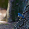青い鳥見つけた