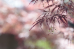 卯の花月 光の陰に 花もみぢ