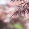 卯の花月 光の陰に 花もみぢ