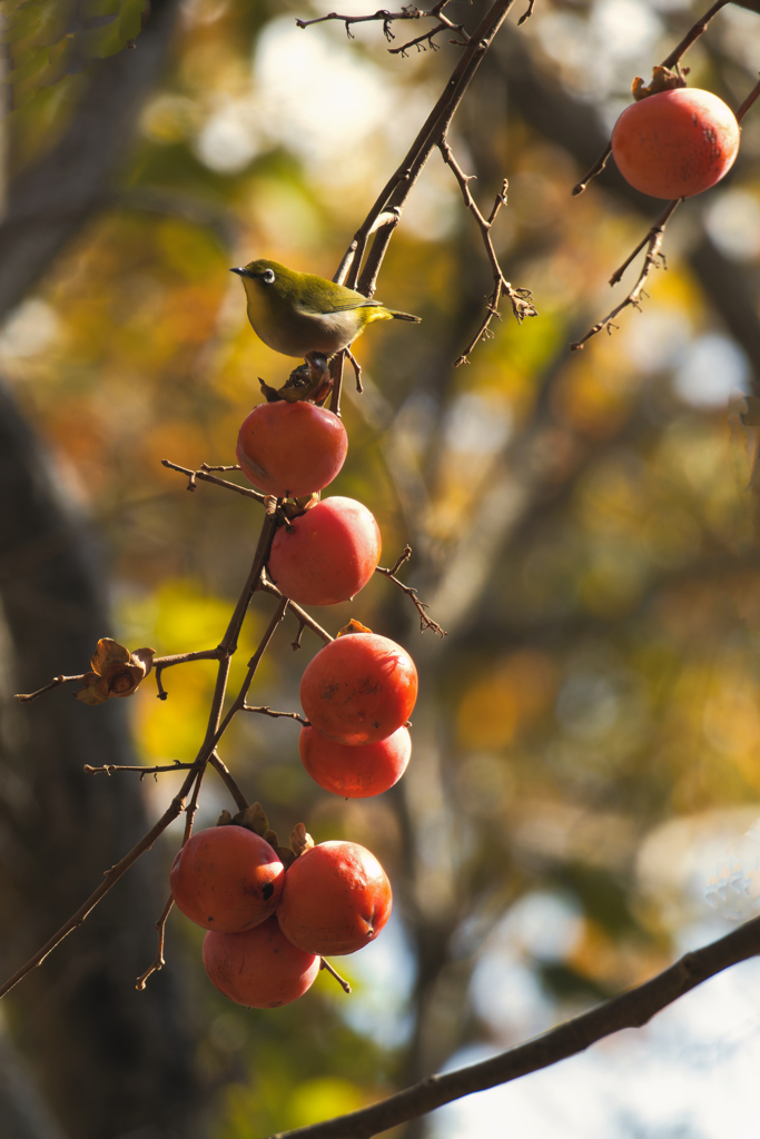 かきくうきゃく