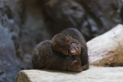 去年動物園に行ったのを思い出したりして 去年動物園に行ったのを思い出したりして