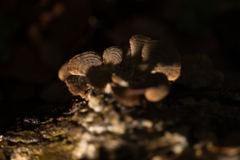 どらまちっく な きのこ