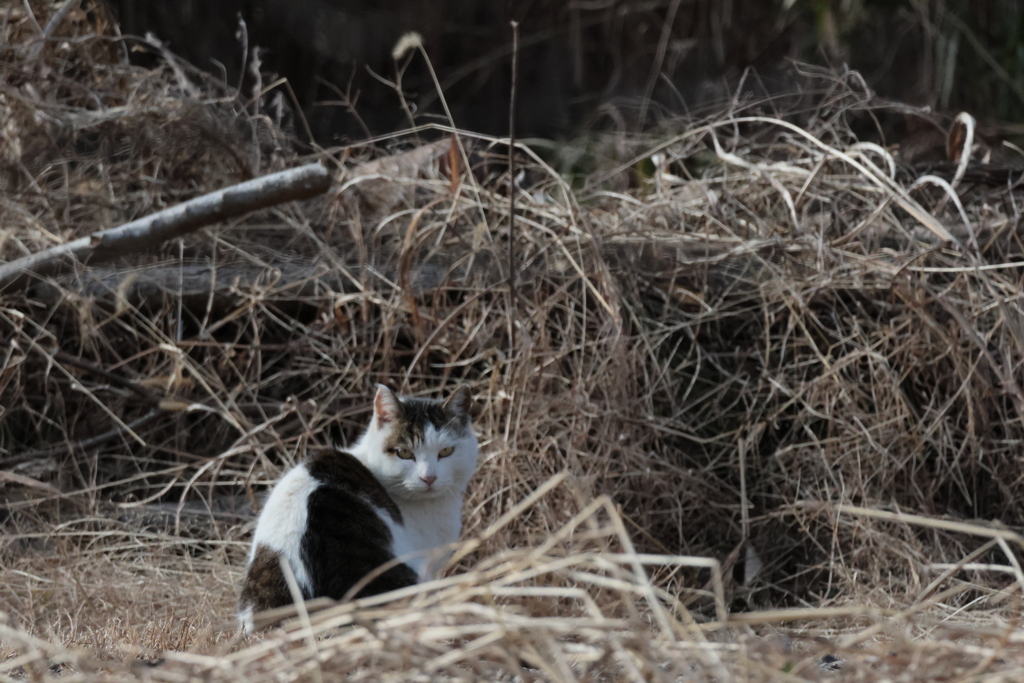 お前にゃんか信用しにゃいぞ　　という顔でした