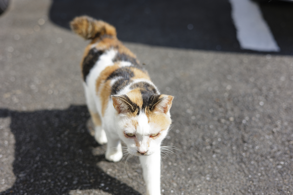 呼ばれりゃ 来るにゃん