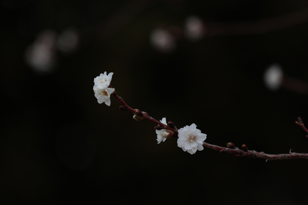 梅だ蝋梅だという時期にまだ桜