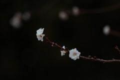 梅だ蝋梅だという時期にまだ桜