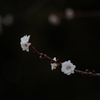 梅だ蝋梅だという時期にまだ桜