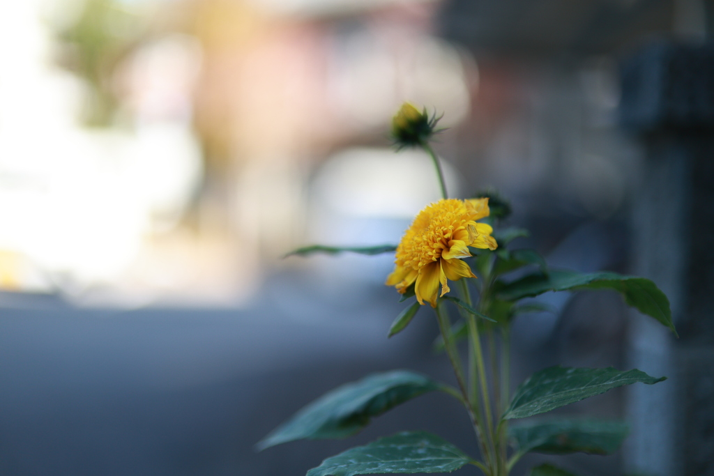 RF45mmF1.2STMを真面目に考察