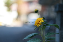 RF45mmF1.2STMを真面目に考察