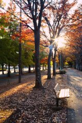 秋の散歩道