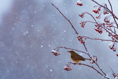 雪見鳥