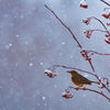 雪見鳥