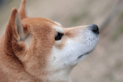 すーぱーたくま君