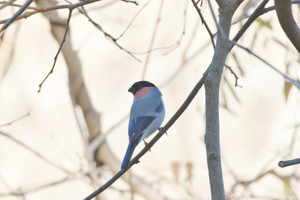 噓のようなホントの話