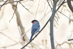 噓のようなホントの話