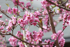 桜には勝てるけど桃には勝てないよ