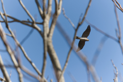 EOS R6はまだ現役健在だと思うワケ