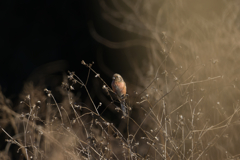 nikimaru的 探鳥の楽しみ方