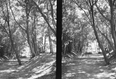 film 30年前の消費期限切れモノクロフィルムで撮ってみた