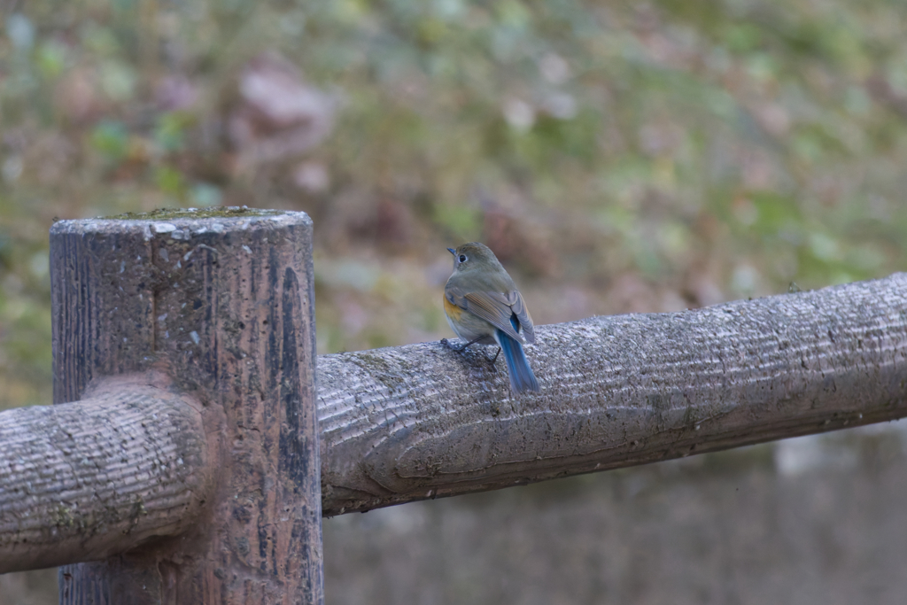 ぶらり途中下車の出会い