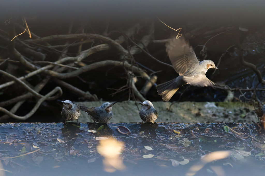 こうしてみると