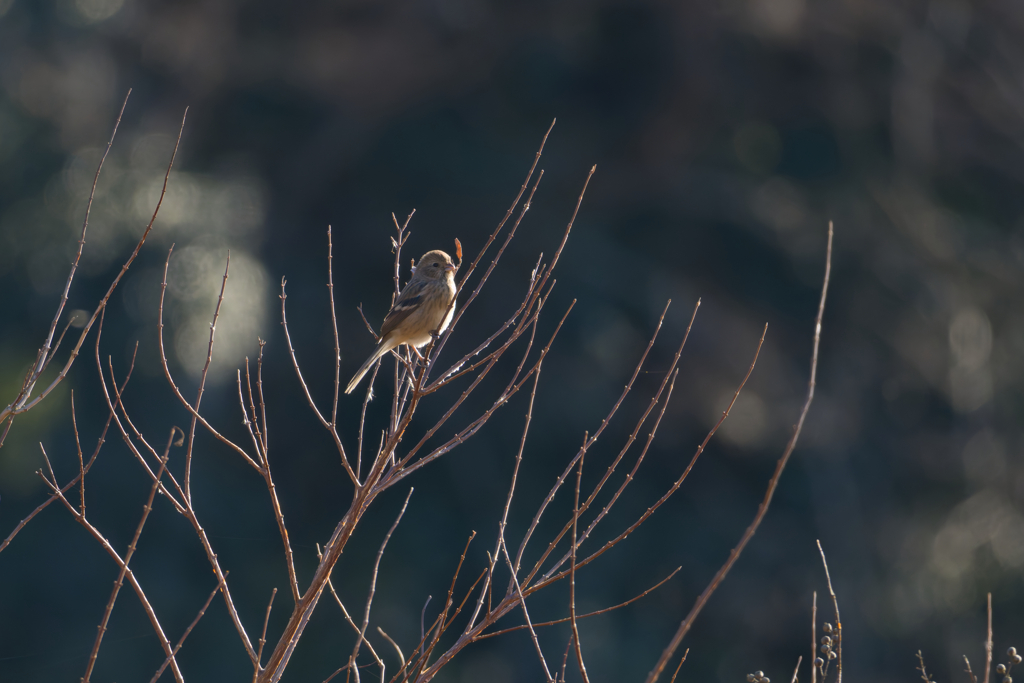 元旦から鳥見ざんまい