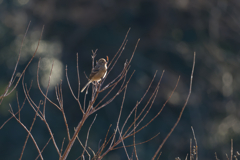 元旦から鳥見ざんまい
