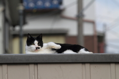 今年も いっぱい 遊んでにゃ