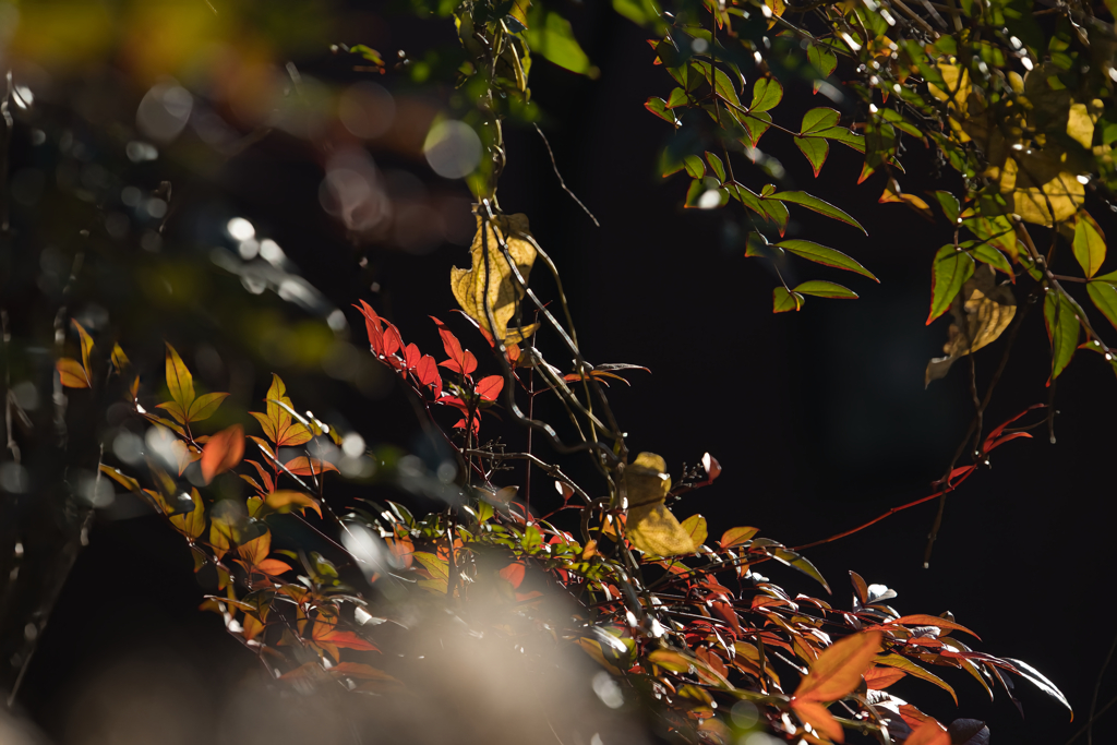 冬紅色