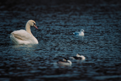コブハクチョウ が来た冬