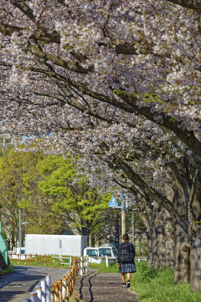 桜通学路