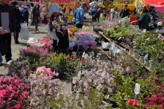花祭りの花売り娘