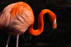 去年動物園に行ったのを思い出したりして 去年動物園に行ったのを思い出したりして