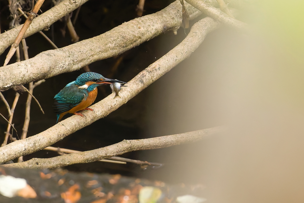 ♬おさかなくわえたカワセミ～