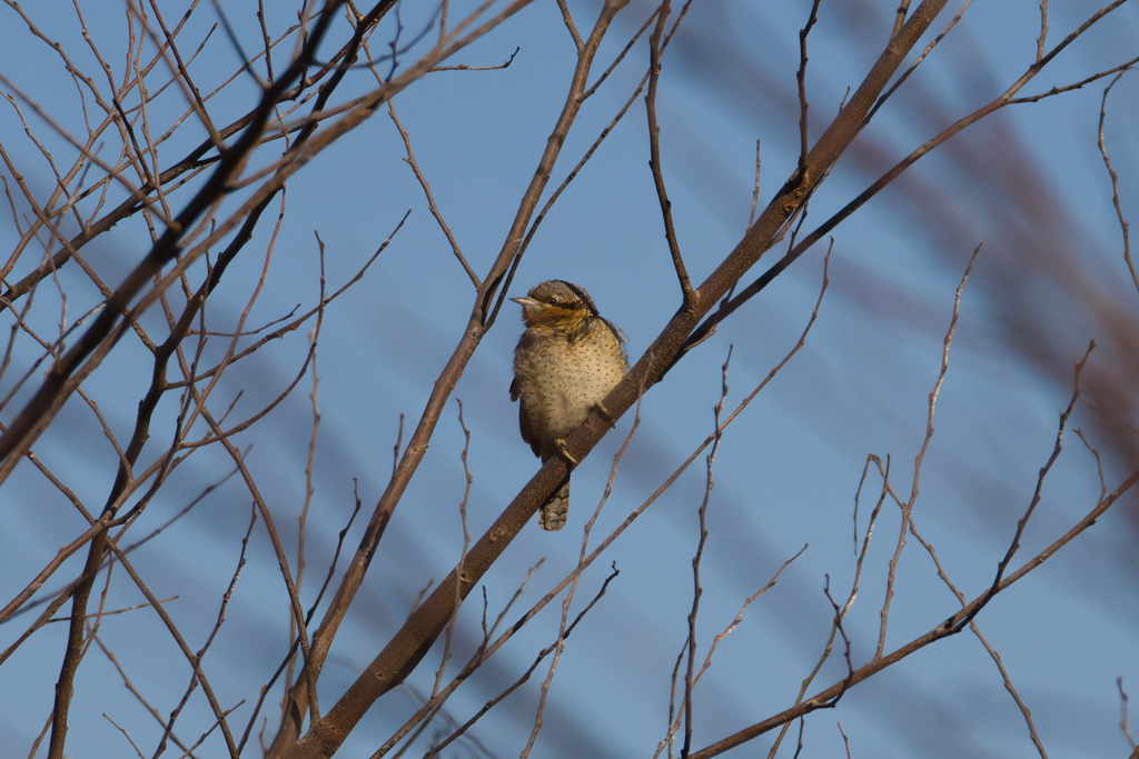 今日はこんな子に逢えました