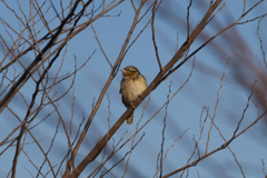 今日はこんな子に逢えました