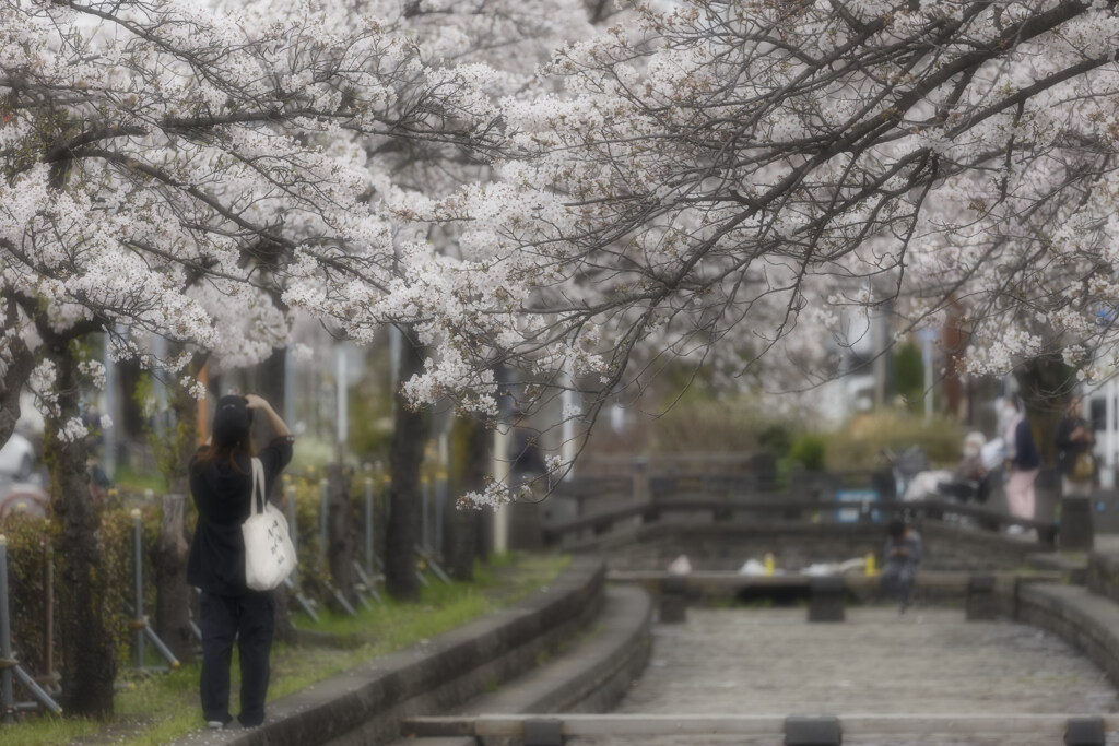 葛飾は　花盛り