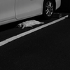 猫落ちてた