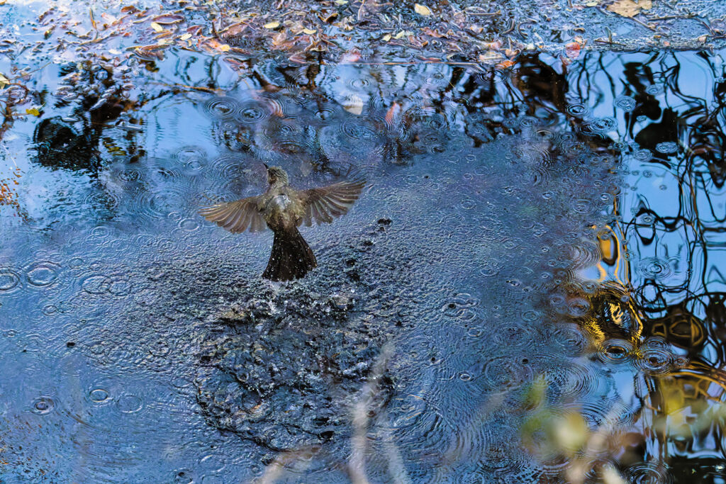 ヒヨドリの行水はカラスの行水より短いのだ