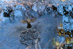 ヒヨドリの行水はカラスの行水より短い
