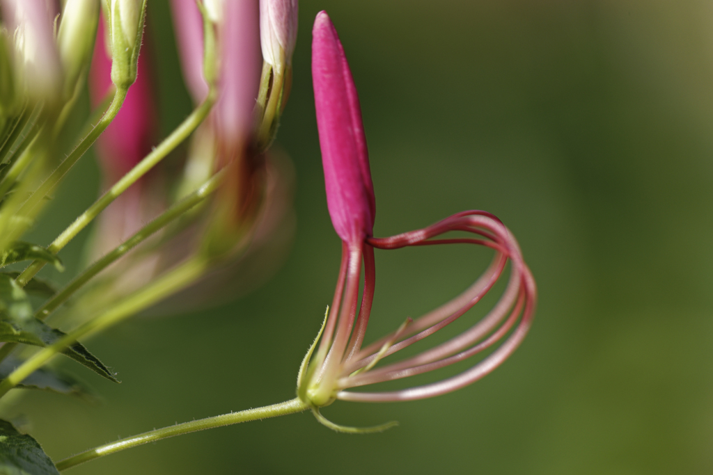 この花の名前をボクはまだ知らない