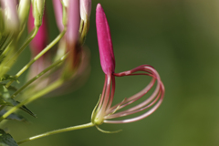 この花の名前をボクはまだ知らない