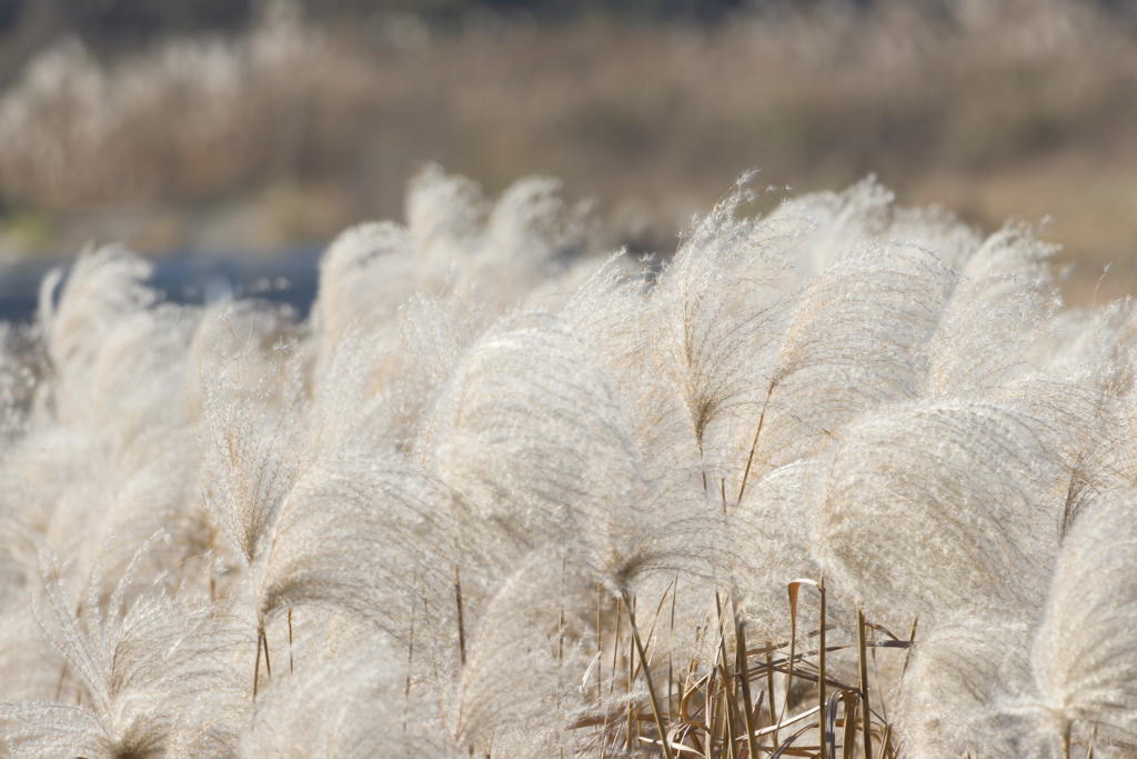 みてみて ふわふわ