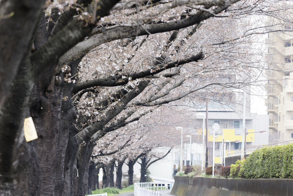 今年の東京は春が来るのが遅い   と日記に書いておこう