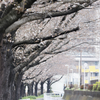 今年の東京は春が来るのが遅い   と日記に書いておこう