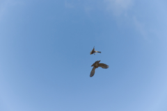 EOS R6はまだ現役健在だと思うワケ