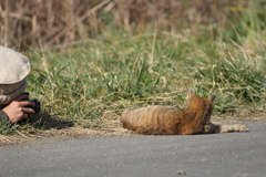 ねこ撮り撮り