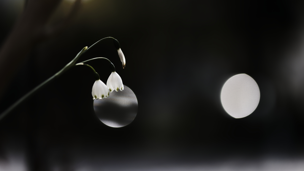 朧月夜に提灯二つ