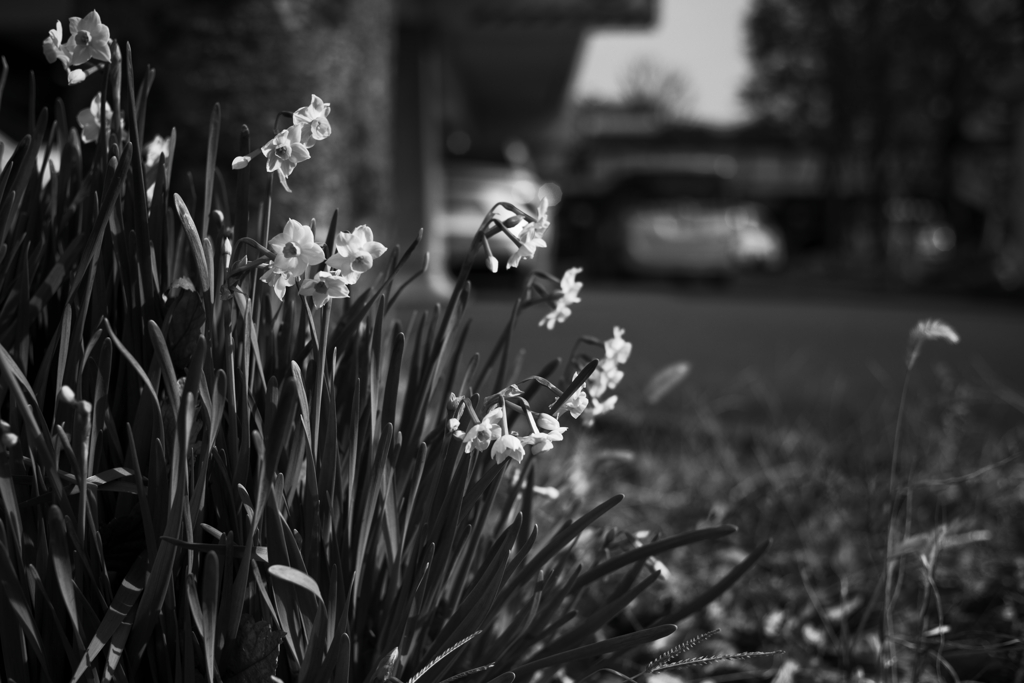 ナルシスの憂鬱