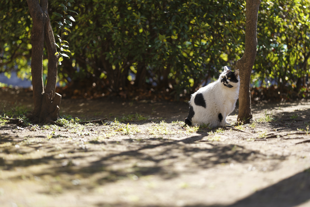公園の住人